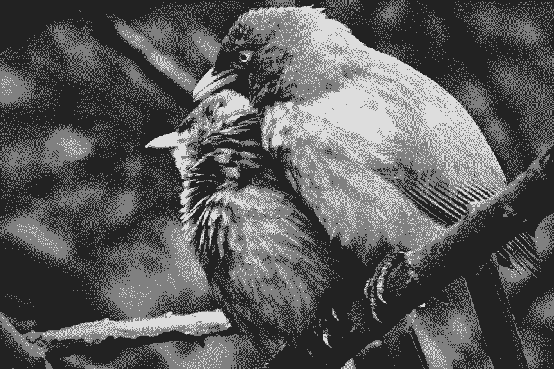 Foto von Ashish Kumar auf Unsplash (mit Dithering bearbeitet)